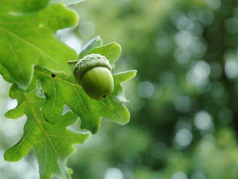 A green acorn with an oak leaf in the background represents a fertile landscape as referenced in the Seattle Commercial Real Estate post about Fertilizer Money.
